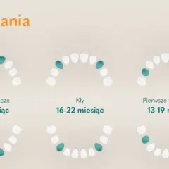 Lakowanie zębów od kiedy? Optymalny wiek i kalendarz dla dziecka