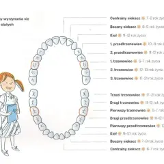 Schemat zębów stałych i ich wyrzynania. Ząbkowanie 5-tki objawy mogą być podobne do innych zębów.