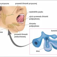 Anatomia ślinianek: przyuszna, podżuchwowa i podjęzykowa. Powiększony widok komórek ślinianki, gdzie może wystąpić zapalenie ślinianek.