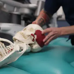 Model czaszki z zaznaczonym stawem skroniowo żuchwowym, badany przez osobę w rękawiczkach.