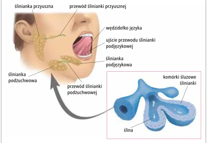 Anatomia ślinianek: przyuszna, podżuchwowa i podjęzykowa. Powiększony widok komórek ślinianki, gdzie może wystąpić zapalenie ślinianek.