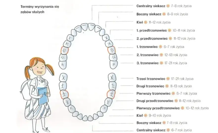 Wyrzynanie zębów stałych - Objawy, pomoc w domu, dentysta