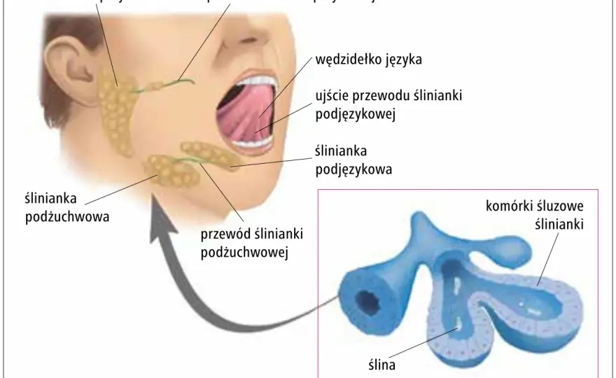 Zapalenie ślinianek - przyczyny, leczenie, kiedy działać?