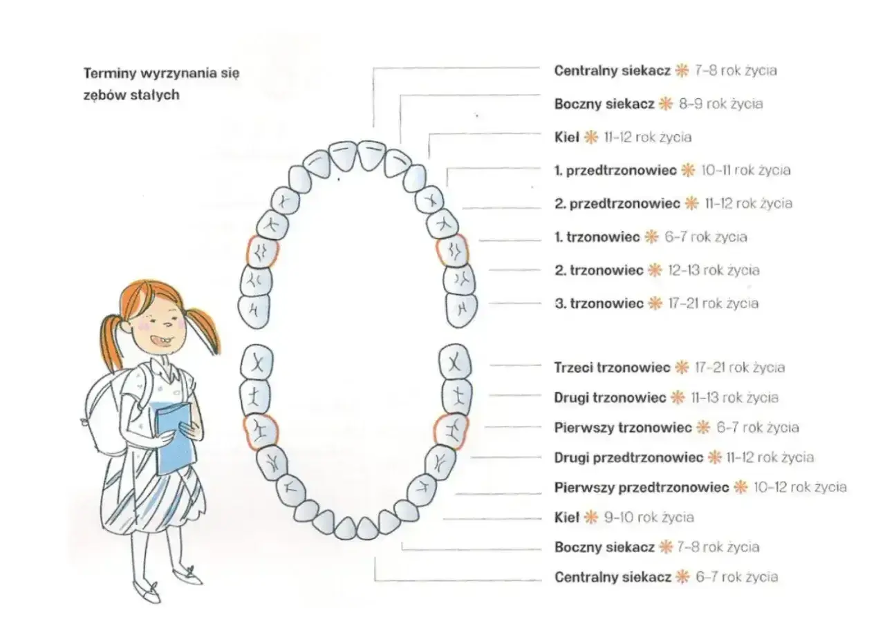 Schemat zębów stałych i ich wyrzynania. Ząbkowanie 5-tki objawy mogą być podobne do innych zębów.