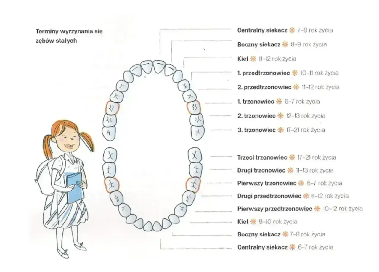 Schemat przedstawia nazwy zębów stałych i terminy ich wyrzynania. Dziewczynka z plecakiem uczy się o zębach.