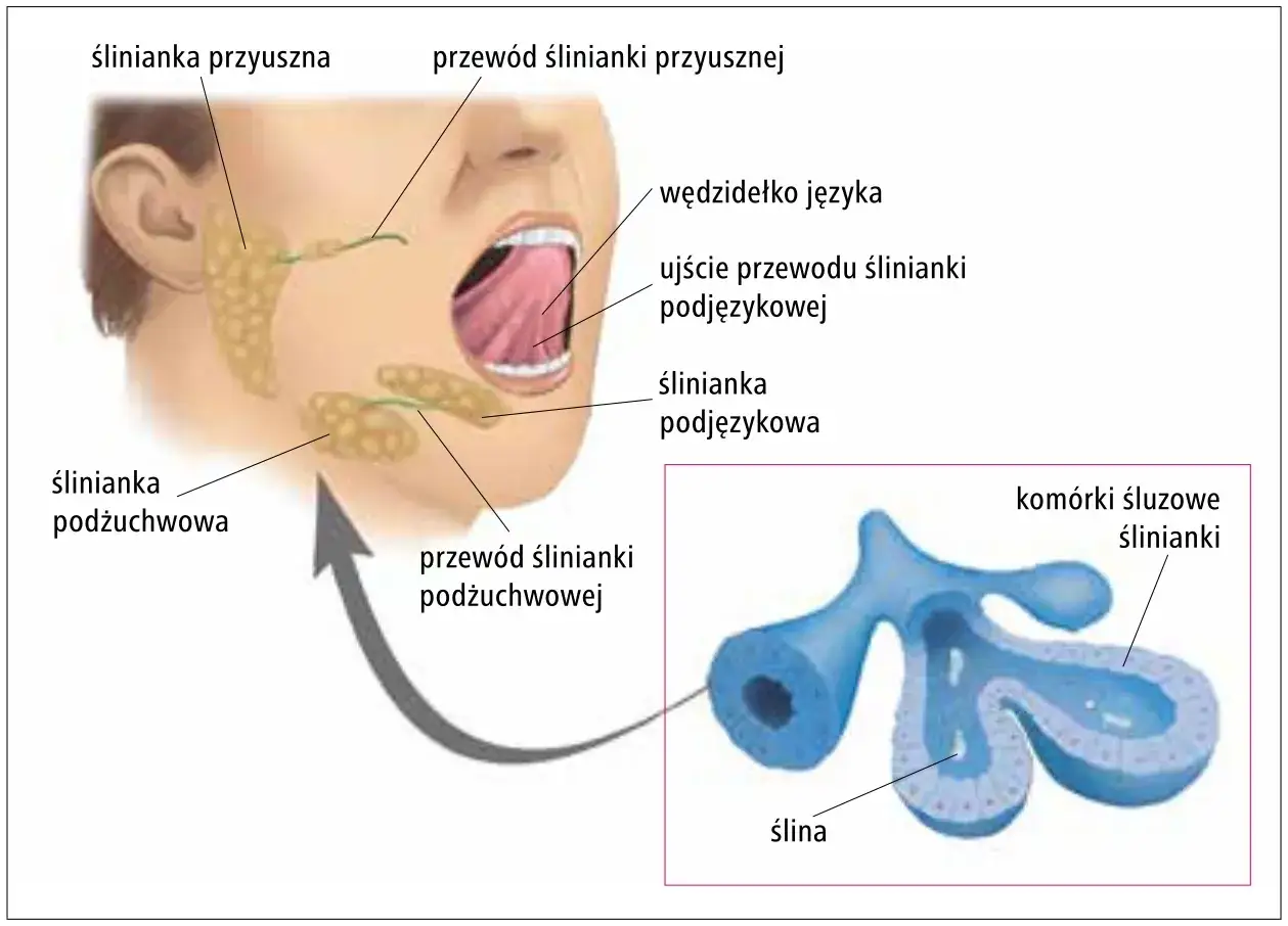 Anatomia ślinianek: ślinianka przyuszna, podżuchwowa i podjęzykowa produkują ślinę.