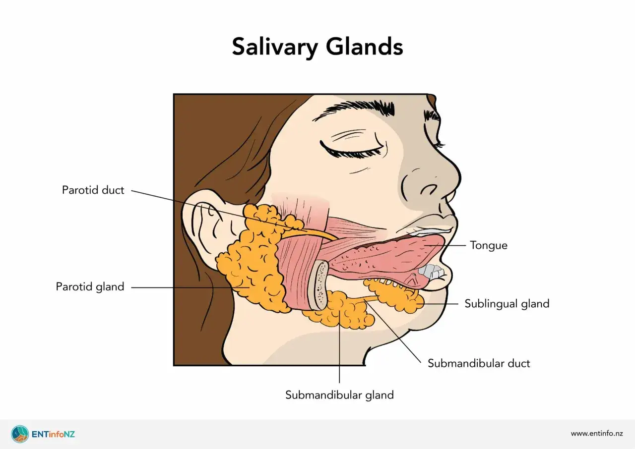 Anatomia głowy z zaznaczonymi śliniankami: przyusznica, podżuchwowa i podjęzykowa. Pokazuje, gdzie są ślinianki.
