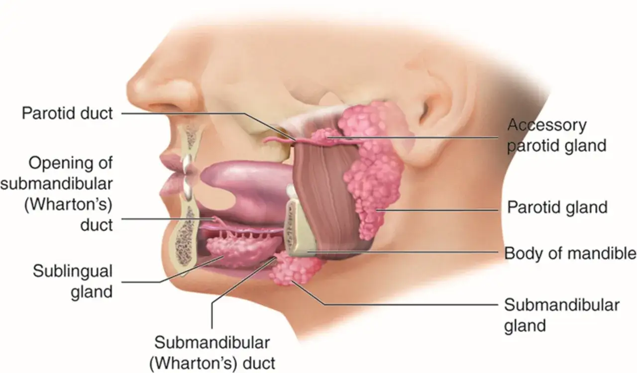 Anatomia ślinianek: przyuszna, podżuchwowa i podjęzykowa. Widoczne przewody i gruczoły produkujące ślinę.