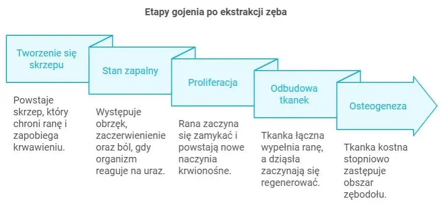 Etapy gojenia dziąsła po wyrwaniu zęba infografika